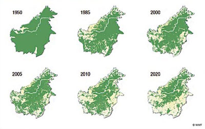 Desflorestação na ilha do Bornéu (Indonésia) entre 1950 e 2010 e projecção para 2020