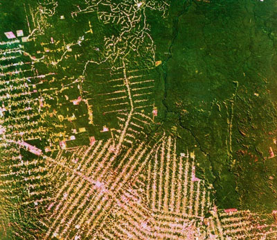 Imagem de satélite que mostra a destruição da floresta tropical no Brasil. As cores foram alteradas para salientar a destruição: a verde-escuro a floresta original e a verde-claro e rosa a floresta cortada