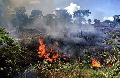 Desflorestação na Indonésia, onde a abundante biodiversidade que aí existe está em risco de desaparecer para sempre