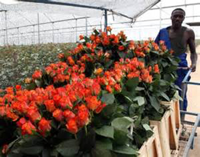 Trabalhador numa estufa de produção de rosas no Lago Naivasha